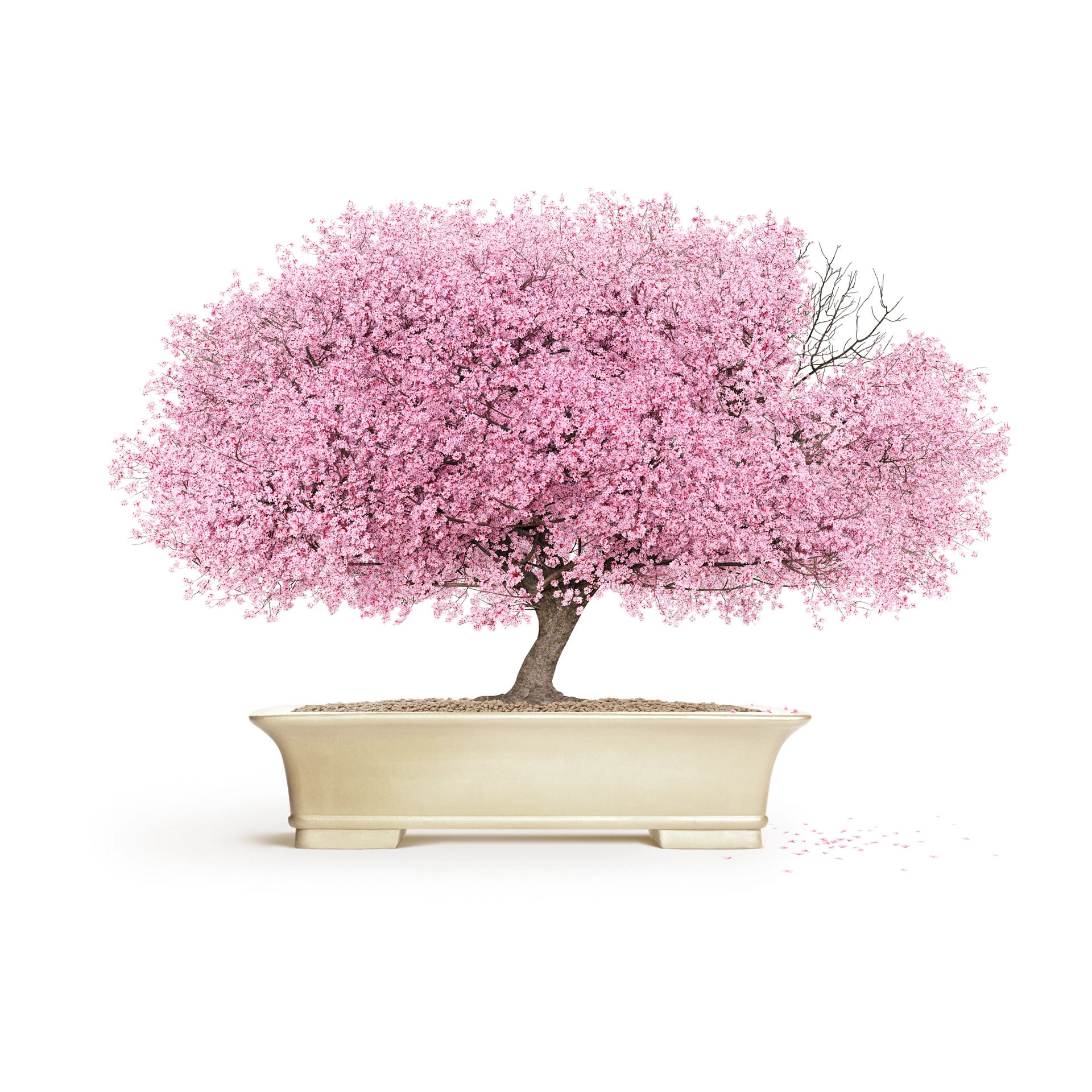 bonzai
